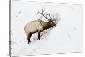 American Elk (Cervus canadensis) adult male, feeding in area cleared of snow, Yellowstone , Wyoming-Ignacio Yufera-Stretched Canvas