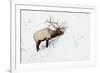 American Elk (Cervus canadensis) adult male, feeding in area cleared of snow, Yellowstone , Wyoming-Ignacio Yufera-Framed Photographic Print