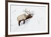 American Elk (Cervus canadensis) adult male, feeding in area cleared of snow, Yellowstone , Wyoming-Ignacio Yufera-Framed Photographic Print