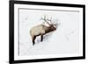 American Elk (Cervus canadensis) adult male, feeding in area cleared of snow, Yellowstone , Wyoming-Ignacio Yufera-Framed Photographic Print