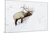 American Elk (Cervus canadensis) adult male, feeding in area cleared of snow, Yellowstone , Wyoming-Ignacio Yufera-Mounted Photographic Print