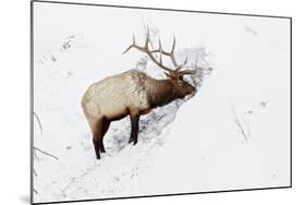 American Elk (Cervus canadensis) adult male, feeding in area cleared of snow, Yellowstone , Wyoming-Ignacio Yufera-Mounted Photographic Print