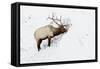 American Elk (Cervus canadensis) adult male, feeding in area cleared of snow, Yellowstone , Wyoming-Ignacio Yufera-Framed Stretched Canvas