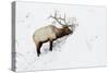 American Elk (Cervus canadensis) adult male, feeding in area cleared of snow, Yellowstone , Wyoming-Ignacio Yufera-Stretched Canvas