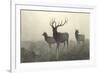 American Elk-R. Hinshelwood-Framed Premium Giclee Print