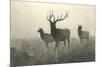 American Elk-R. Hinshelwood-Mounted Premium Giclee Print