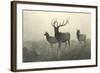 American Elk-R. Hinshelwood-Framed Art Print