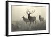 American Elk-R. Hinshelwood-Framed Art Print