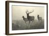 American Elk-R. Hinshelwood-Framed Art Print