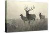 American Elk-R. Hinshelwood-Stretched Canvas