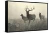 American Elk-R. Hinshelwood-Framed Stretched Canvas