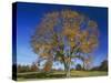 American Elm, Texas County, Missouri, USA-Charles Gurche-Stretched Canvas