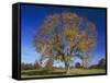 American Elm, Texas County, Missouri, USA-Charles Gurche-Framed Stretched Canvas