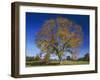 American Elm, Texas County, Missouri, USA-Charles Gurche-Framed Premium Photographic Print