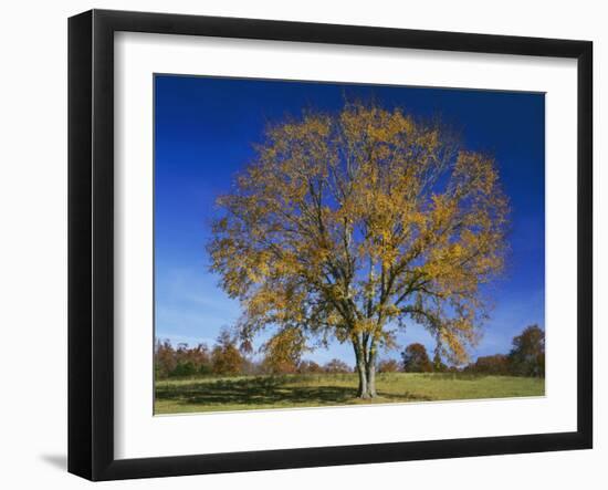 American Elm, Texas County, Missouri, USA-Charles Gurche-Framed Premium Photographic Print