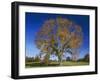 American Elm, Texas County, Missouri, USA-Charles Gurche-Framed Premium Photographic Print