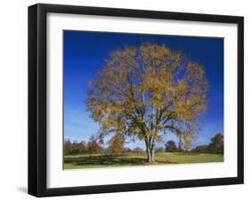 American Elm, Texas County, Missouri, USA-Charles Gurche-Framed Premium Photographic Print