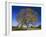 American Elm, Texas County, Missouri, USA-Charles Gurche-Framed Premium Photographic Print