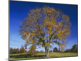 American Elm, Texas County, Missouri, USA-Charles Gurche-Mounted Premium Photographic Print