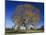 American Elm, Texas County, Missouri, USA-Charles Gurche-Mounted Premium Photographic Print