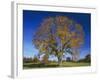 American Elm, Texas County, Missouri, USA-Charles Gurche-Framed Photographic Print