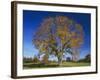 American Elm, Texas County, Missouri, USA-Charles Gurche-Framed Photographic Print