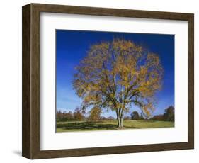 American Elm, Texas County, Missouri, USA-Charles Gurche-Framed Photographic Print