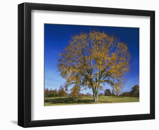 American Elm, Texas County, Missouri, USA-Charles Gurche-Framed Photographic Print