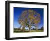 American Elm, Texas County, Missouri, USA-Charles Gurche-Framed Photographic Print