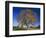 American Elm, Texas County, Missouri, USA-Charles Gurche-Framed Photographic Print