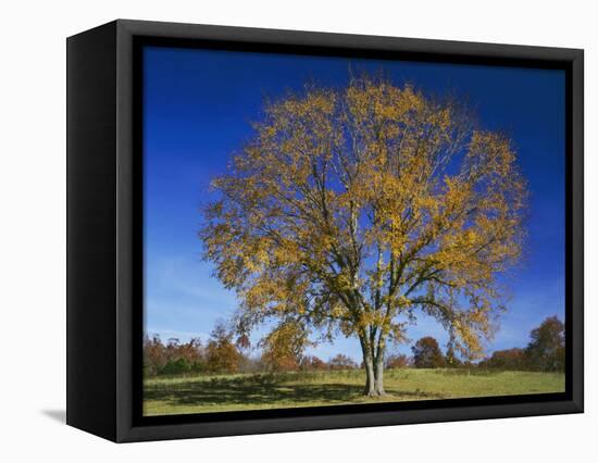 American Elm, Texas County, Missouri, USA-Charles Gurche-Framed Stretched Canvas