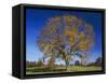 American Elm, Texas County, Missouri, USA-Charles Gurche-Framed Stretched Canvas