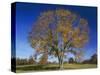 American Elm, Texas County, Missouri, USA-Charles Gurche-Stretched Canvas