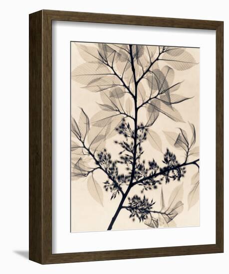 American Elm-Judith Mcmillan-Framed Art Print