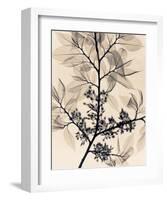 American Elm-Judith Mcmillan-Framed Art Print