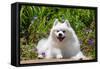 American Eskimo Dog Lying on Garden Path-Zandria Muench Beraldo-Framed Stretched Canvas