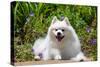 American Eskimo Dog Lying on Garden Path-Zandria Muench Beraldo-Stretched Canvas