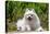 American Eskimo Dog Lying on Garden Path-Zandria Muench Beraldo-Stretched Canvas