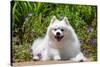 American Eskimo Dog Lying on Garden Path-Zandria Muench Beraldo-Stretched Canvas