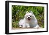 American Eskimo Dog Lying on Garden Path-Zandria Muench Beraldo-Framed Photographic Print