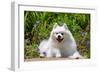 American Eskimo Dog Lying on Garden Path-Zandria Muench Beraldo-Framed Photographic Print