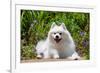 American Eskimo Dog Lying on Garden Path-Zandria Muench Beraldo-Framed Photographic Print