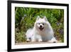 American Eskimo Dog Lying on Garden Path-Zandria Muench Beraldo-Framed Photographic Print