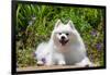 American Eskimo Dog Lying on Garden Path-Zandria Muench Beraldo-Framed Photographic Print