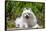 American Eskimo Dog Lying on Garden Path-Zandria Muench Beraldo-Framed Stretched Canvas