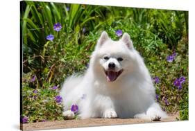 American Eskimo Dog Lying on Garden Path-Zandria Muench Beraldo-Stretched Canvas