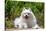 American Eskimo Dog Lying on Garden Path-Zandria Muench Beraldo-Stretched Canvas