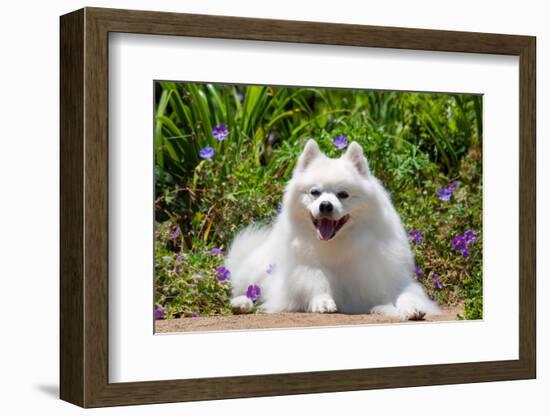 American Eskimo Dog Lying on Garden Path-Zandria Muench Beraldo-Framed Photographic Print