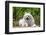 American Eskimo Dog Lying on Garden Path-Zandria Muench Beraldo-Framed Photographic Print