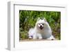 American Eskimo Dog Lying on Garden Path-Zandria Muench Beraldo-Framed Photographic Print